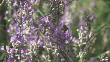 Lavanta çiçekli arı, yaz tarlası, video 