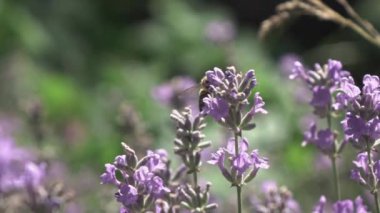 Lavanta çiçekli arı, yaz tarlası, video 