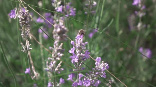 Abeja Flores Lavanda Campo Verano Vídeo — Vídeos de Stock