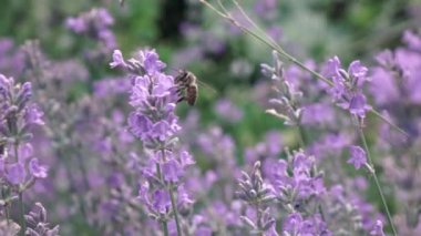 Lavanta çiçekli arı, yaz tarlası, video 