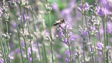 Lavanta çiçekli arı, yaz tarlası, video