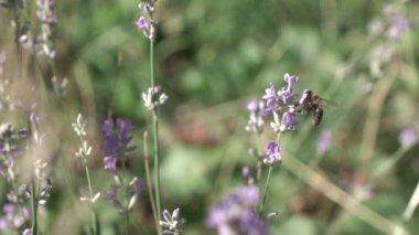 Tarlada yetişen doğal lavanta çiçekleri, video 