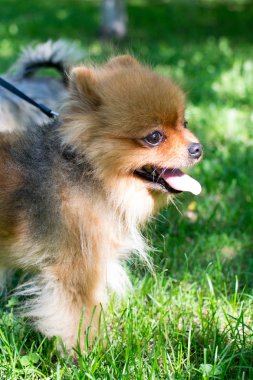 Bir çim üzerinde küçük kabarık cins köpek