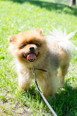 Bir çim üzerinde küçük kabarık cins köpek