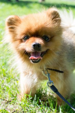 Bir çim üzerinde küçük kabarık cins köpek