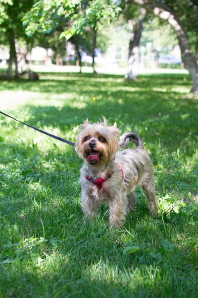 The dog of small breed (Yorkshire terrier) plays in the park