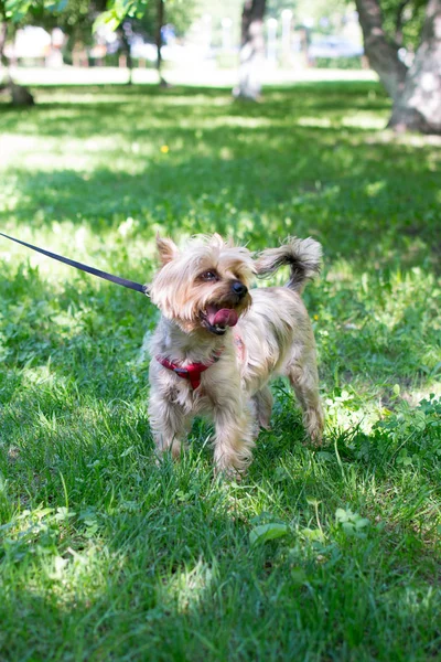 The dog of small breed (Yorkshire terrier) plays in the park with toy balloons