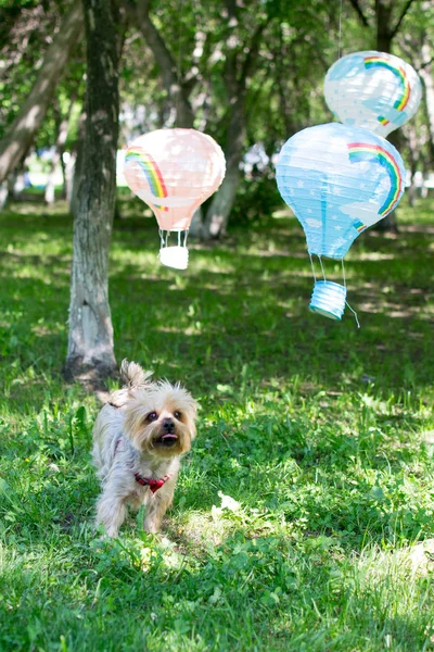 El perro de raza pequeña (Yorkshire terrier) juega en el parque con globos de juguete — Foto de Stock