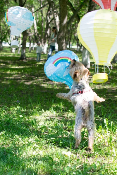 El perro de raza pequeña (Yorkshire terrier) juega en el parque con globos de juguete — Foto de Stock