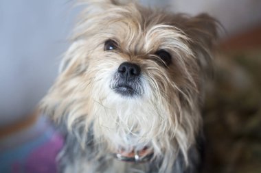 Küçük bir lochmat köpeğinin şirin ağızlığı.
