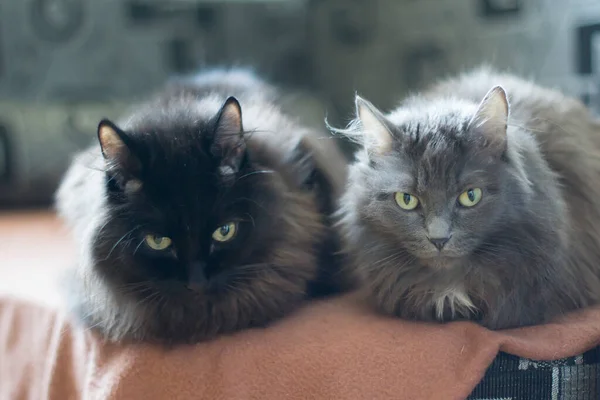 Dois Gatos Adultos Com Olhos Verdes — Fotografia de Stock