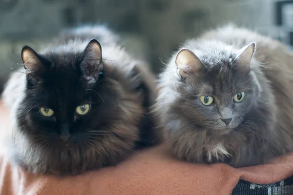 Dois Gatos Adultos Com Olhos Verdes — Fotografia de Stock