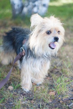 Küçük köpek yavrusu Yorkshire Teriyeri Yazı çimlerde.