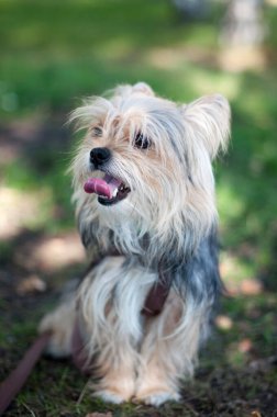 Küçük köpek yavrusu Yorkshire Teriyeri Yazı çimlerde.