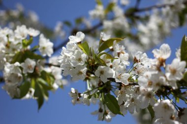 Mavi gökyüzü ile kiraz çiçeği
