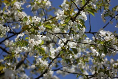 Mavi gökyüzü ile kiraz çiçeği