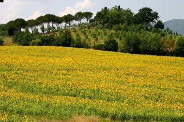 Tipik Toskana hill ve ağaçları ile Ayçiçeği tarlası