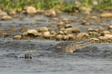 Gharial veya yanlış gavial yakın çekim portre nehrinde. Asya yaban hayatı hayvan fotoğraf