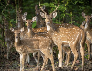 Benekli geyikler ormanda sürüsü. Yaban hayatı fotoğraf