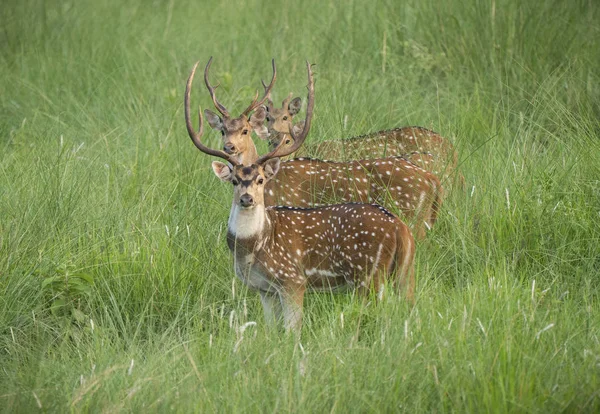 Sika Oder Gefleckte Hirsche Freier Wildbahn Gefangen Dschungel Tier Und — Stockfoto