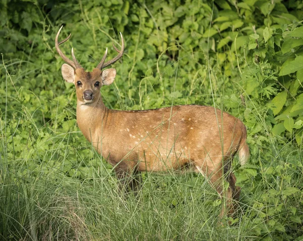 Dappled Deer Male Wild Wildlife Photo — Stock Photo, Image