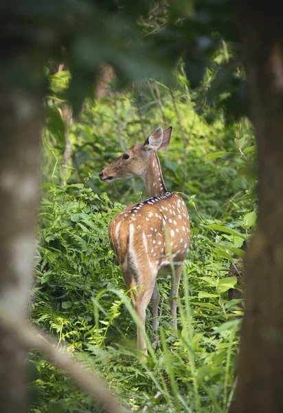ニホンジカや野生のぶちの鹿 ジャングルの中に取り込まれます 野生動物や動物の写真 — ストック写真
