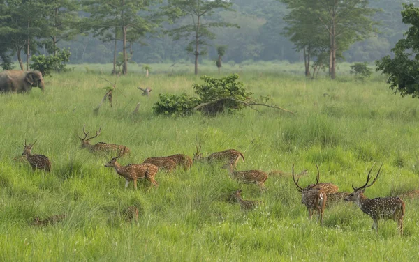 Sika Ciervos Moteados Naturaleza Capturado Selva Vida Silvestre Animal Foto — Foto de Stock