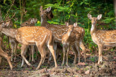 Sika veya benekli geyikler ormanda sürüsü. Hayvan ve yaban hayatı fotoğraf. Japon geyik Cervus nippon