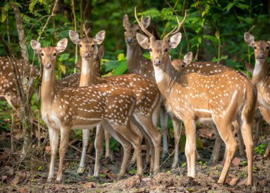 Sika veya benekli geyikler ormanda sürüsü. Hayvan ve yaban hayatı fotoğraf. Japon geyik Cervus nippon