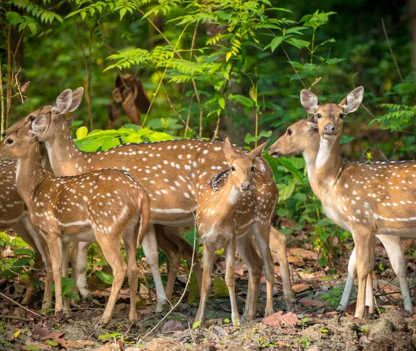 Sika veya benekli geyikler ormanda sürüsü. Hayvan ve yaban hayatı fotoğraf. Japon geyik Cervus nippon