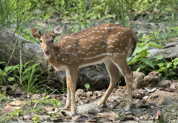 発見またはジャングルの中でエゾシカ 野生動物や動物の写真 日本語やぶちの鹿 — ストック写真