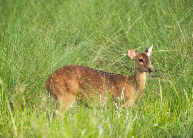 Sika veya fil çim dolaştırmak benekli geyik. Hayvan ve yaban hayatı fotoğraf. Japon geyik