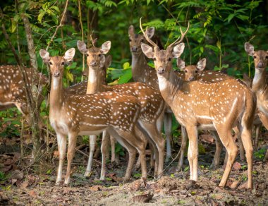 Sika veya benekli geyikler ormanda sürüsü. Hayvan ve yaban hayatı fotoğraf. Japon geyik Cervus nippon
