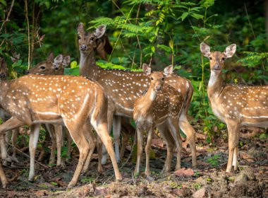 Sika veya benekli geyikler ormanda sürüsü. Hayvan ve yaban hayatı fotoğraf. Japon geyik Cervus nippon