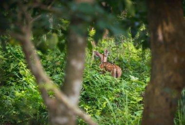 Benekli veya sika geyiği ormanda. Hayvan ve yaban hayatı fotoğraf. Japon veya benekli geyik