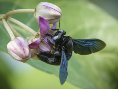 Xylocopa valga ya da Calotropis procera ya da Sodom çiçeklerinin elması üzerinde marangoz arısı. Sığ DOF ile Macro