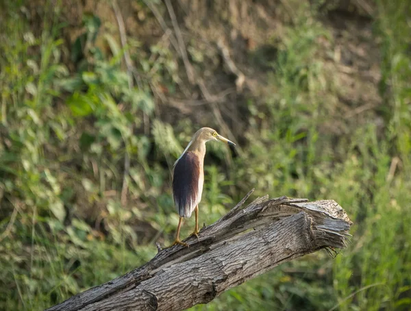 Heron Lagoa Indiana Paddybird Ardeola Grayii Capturado Natureza Observação Aves — Fotografia de Stock