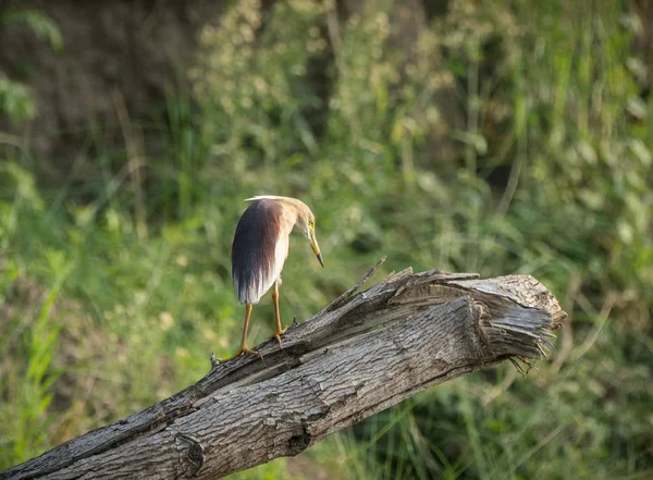 Heron Lagoa Indiana Paddybird Ardeola Grayii Capturado Natureza Observação Aves — Fotografia de Stock