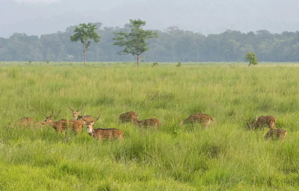 Sika Ciervos Moteados Naturaleza Capturado Selva Vida Silvestre Animal Foto — Foto de Stock