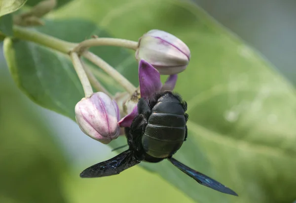 Xylocopa Valga Calotropis Procera Sodom Çiçeklerinin Elması Üzerinde Marangoz Arısı — Stok fotoğraf