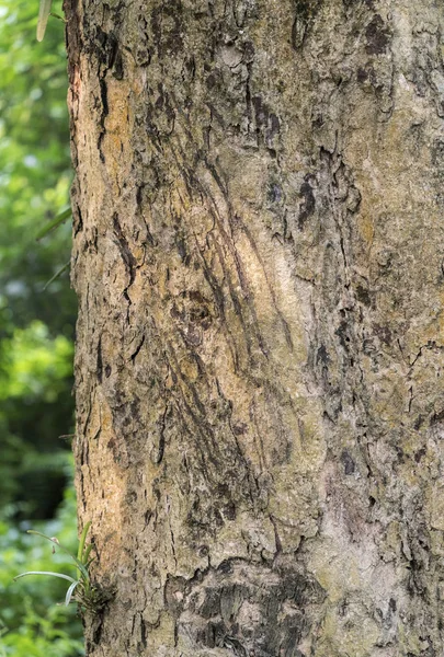 Tiger claws scratches on the tree as territory border marks. Animal photo and wildlife