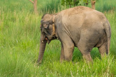Çim yeme ya da içinde belgili tanımlık vahşi besleme Asya fili. Asya yaban hayatı fotoğraf