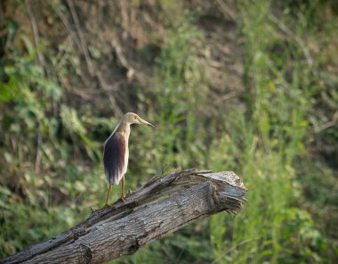 Indian pond heron veya paddybird. İçinde belgili tanımlık vahşi yakalanan Ardeola grayii. Kuş gözlem ve yaban hayatı fotoğrafçılığı