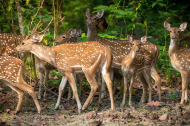 Sika veya benekli geyikler ormanda sürüsü. Hayvan ve yaban hayatı fotoğraf. Japon geyik Cervus nippon