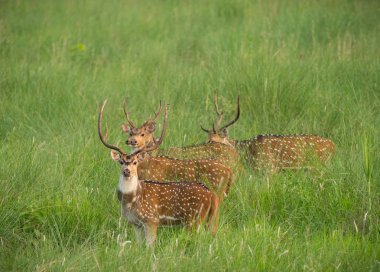 Sika veya benekli geyikler de fil cephede sürüsü. Hayvan ve yaban hayatı fotoğraf. Japon geyik Cervus nippon