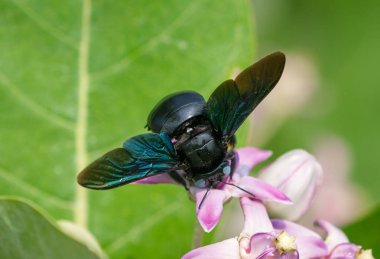 Xylocopa valga ya da Calotropis procera ya da Sodom çiçeklerinin elması üzerinde marangoz arısı. Sığ DOF ile Macro