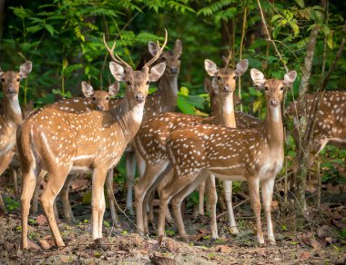 Sika veya benekli geyikler ormanda sürüsü. Hayvan ve yaban hayatı fotoğraf. Japon geyik Cervus nippon