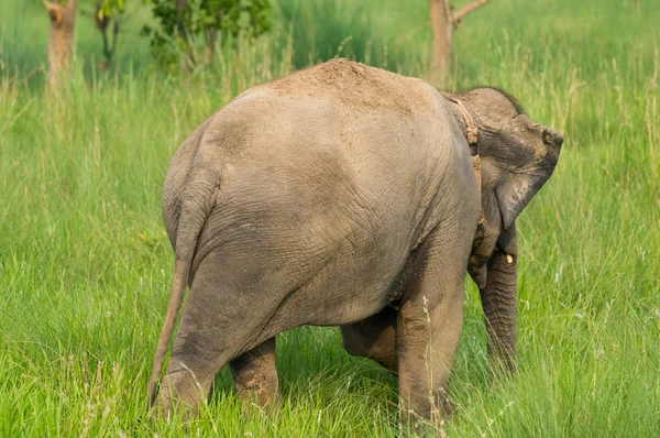 Aziatische Olifant Eten Van Gras Het Wild Voeden Wildlife Foto — Stockfoto