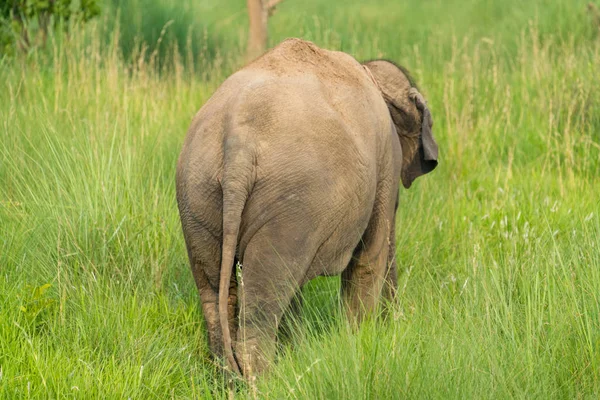 Ασιατικός Ελέφαντας Τρώει Χόρτο Σίτιση Στην Άγρια Φύση Φωτογραφία Άγριας — Φωτογραφία Αρχείου