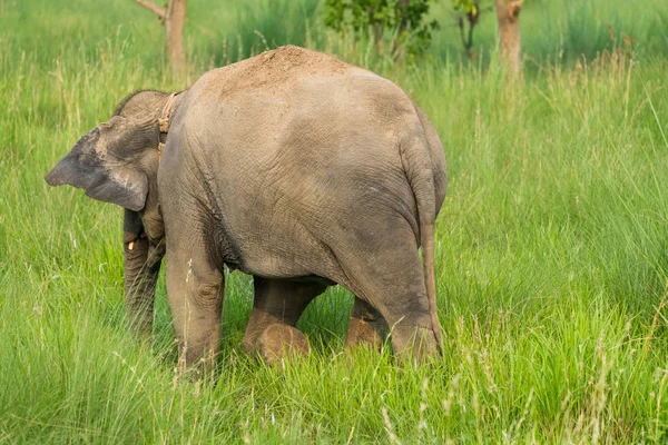 Slon Jíst Trávu Nebo Krmení Přírodě Wildlife Fotografii Asii — Stock fotografie